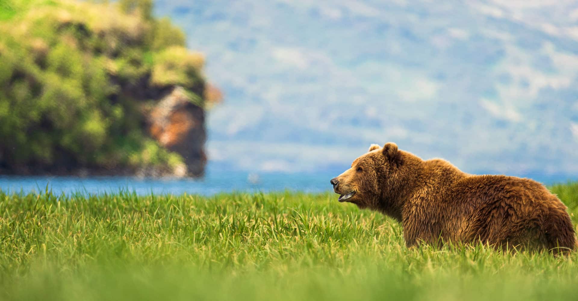 Bear walking in the grass